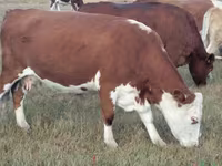 Cow, Hereford — photo 2