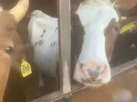 Kuh, Swiss cattle — Foto 1
