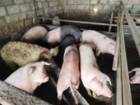 Schweine (Partie, Geschlecht nicht angegeben), Schweine — Foto 2