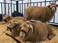 Widder, Kazakh fat-tailed coarsewool sheep — Foto 2