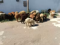Sheep (batch, sex not specified), Sheep — photo 6