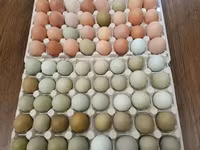 Chickens — फ़ोटो 4