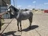 Madyan, Orlov Trotter — foto 5