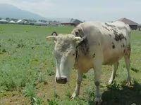 بقرة, Simmental cattle — الصورة 4