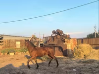 Horse (M), Horses — photo 1