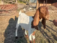 Dişi keçi, Kamori goats — foto 6