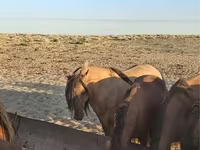 حصان, Kazakh horse — الصورة 1