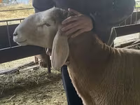 كبش, Hissar sheep — الصورة 4