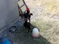 Chickens — 4-rasm