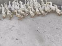 Ducks — الصورة 1