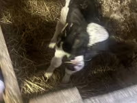 Bulle, Russian Black pied cattle — Foto 5