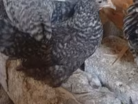 Chickens — الصورة 4
