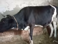 Kuh, Russian Black pied cattle — Foto 7
