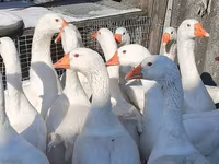 Geese — foto 2