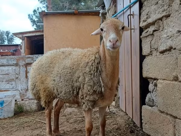 母羊, Sheep