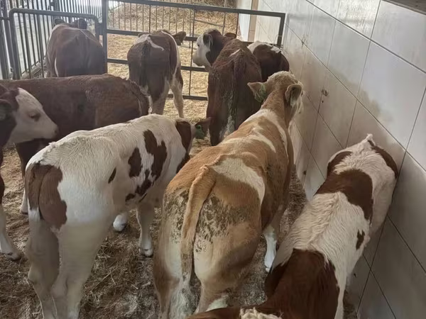 Toro, Simmental cattle