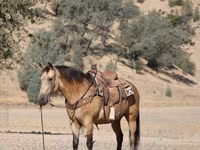 حصان, Quarter Horse — الصورة 7
