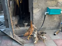 Chickens — 3-сурет