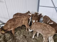公牛, Simmental cattle — 照片 2