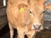 母牛, Swiss cattle — 照片 1