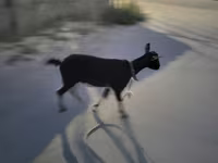 Dişi keçi, Alpine goat — foto 3