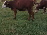 母牛, Kazakh White-headed cow — 照片 2