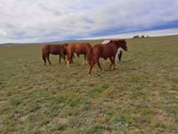 Stute, Kazakh horse — Foto 4