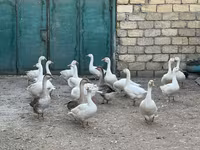 Geese — foto 1