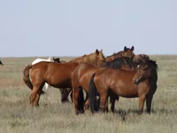 Stute, Kazakh horse — Foto 2