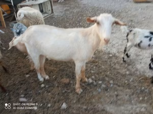 Козел, Кози