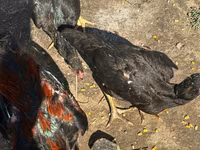 Chickens — 3-rasm