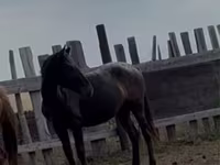 Stute, Kazakh horse — Foto 2