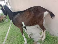 Ешкі, Alpine goat — 4-сурет