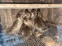 Hausente — Foto 3