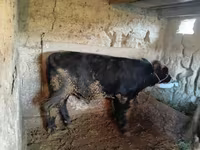 Toro, Ganado vacuno — foto 5