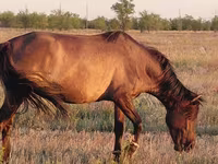 Madyan, Mugalzhar horse — foto 4