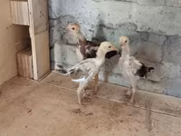 Chickens — photo 3