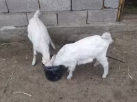 Ешкі, Nubian Goat — 2-сурет