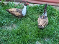 Ducks — फ़ोटो 4