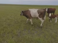 Toro, Russian Black pied cattle — foto 4