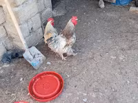 Chickens — Foto 1