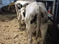 Kuh, Russian Black pied cattle — Foto 4