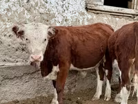 Toro, Vaca kazaja de cabeza blanca — foto 6