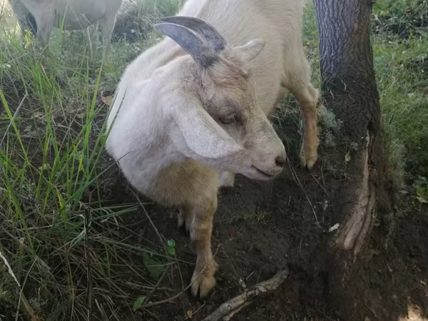 عنزة, Alpine goat