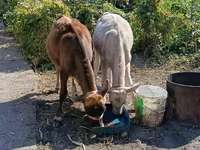 Cow, Alatau breed — photo 1