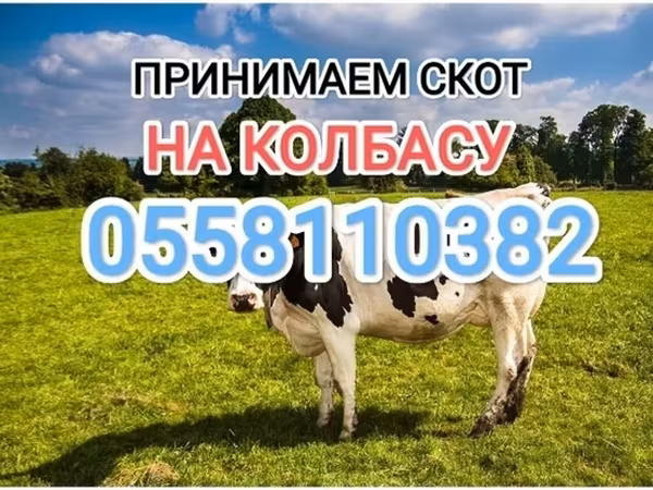 گاوهای هولشتاین