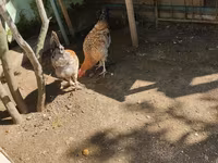 براهما — الصورة 3