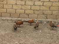 Ducks — foto 4
