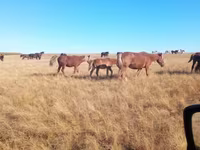Yegua, Horse breed — foto 8