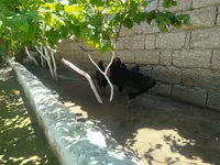 أوسترالورب — الصورة 1
